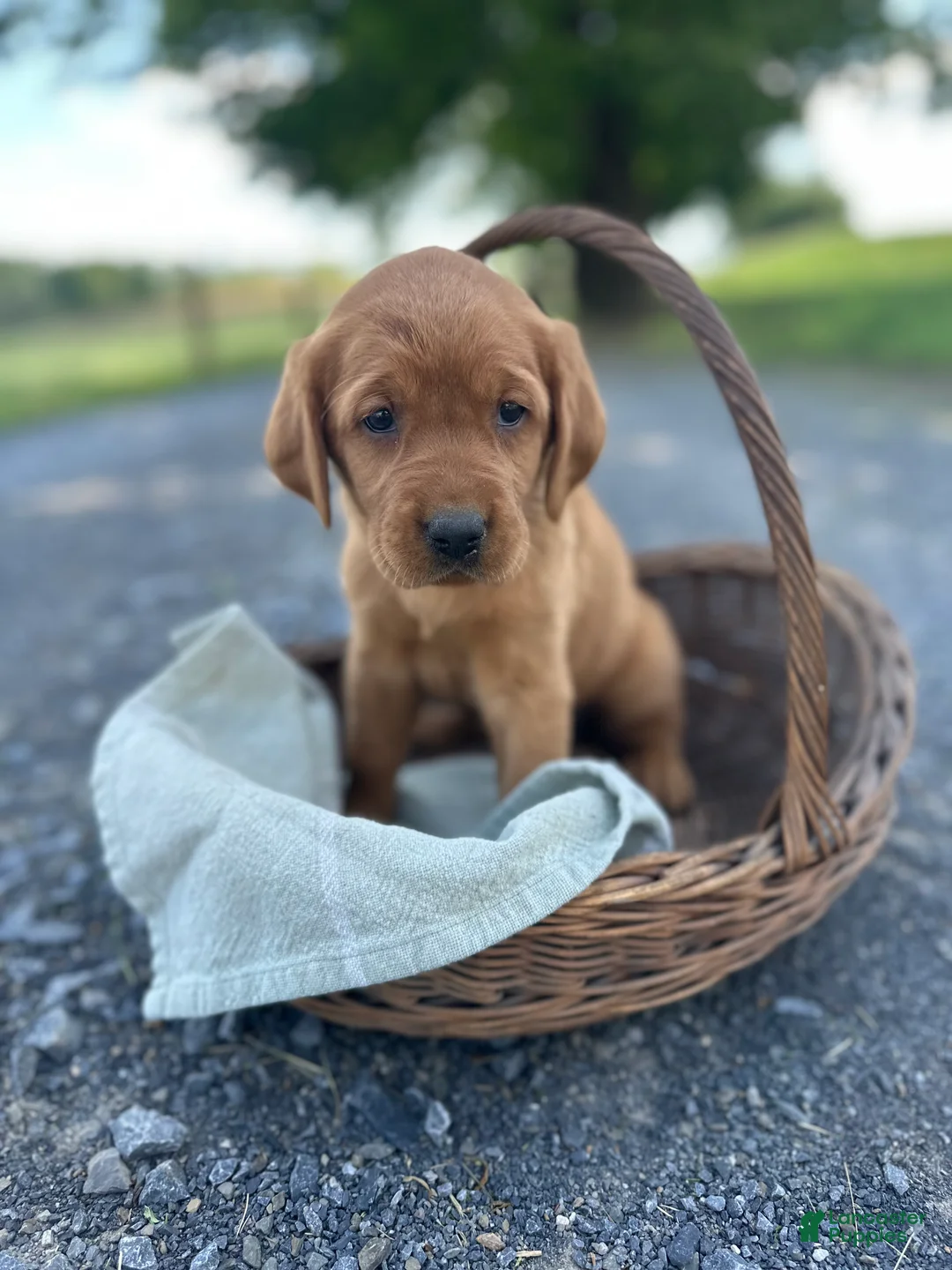 Mixed Breed dogs for sale: Bria - Ad 1