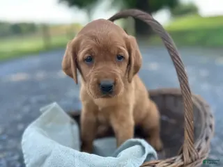 Mixed Breed dogs for sale: Bria - Ad 2