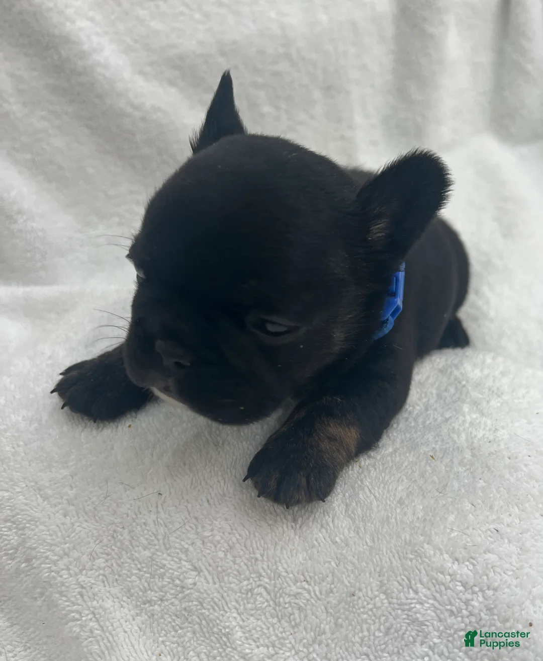 French Bulldog dogs for sale: French Bulldog - Black  - Ad 2