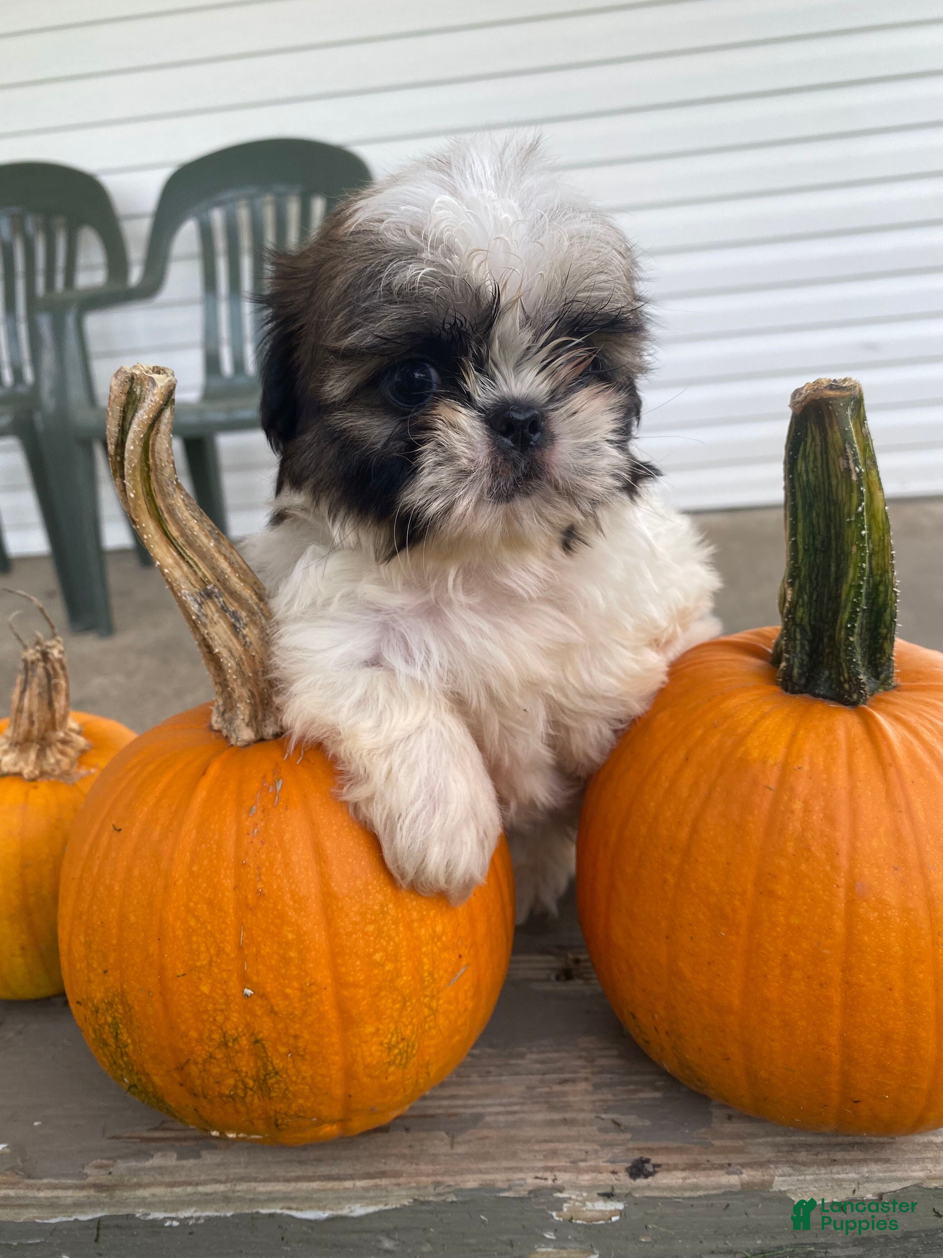 Shih Tzu dogs Molly - Ad 1