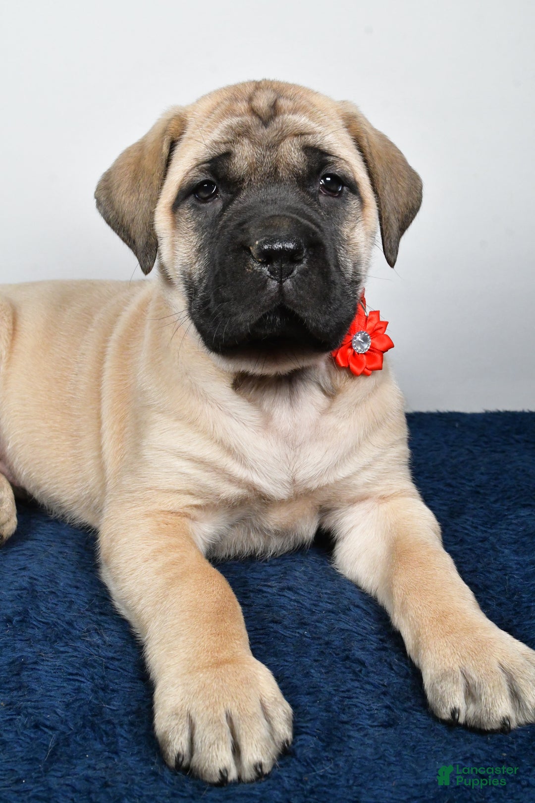 English Mastiff dogs for sale: Sophie - Ad 3