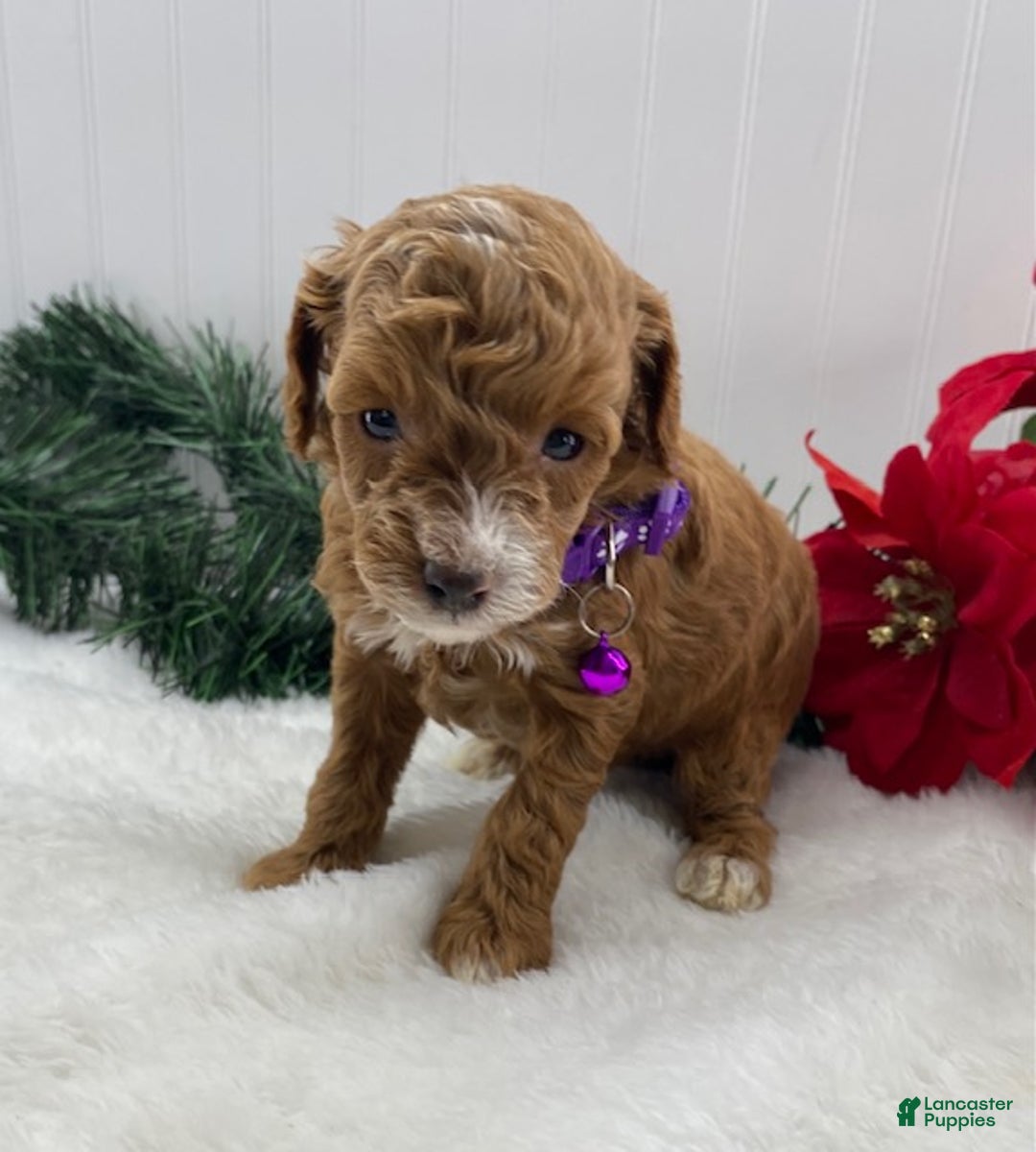 Toy Poodle dogs for sale: Tilly - Ad 3