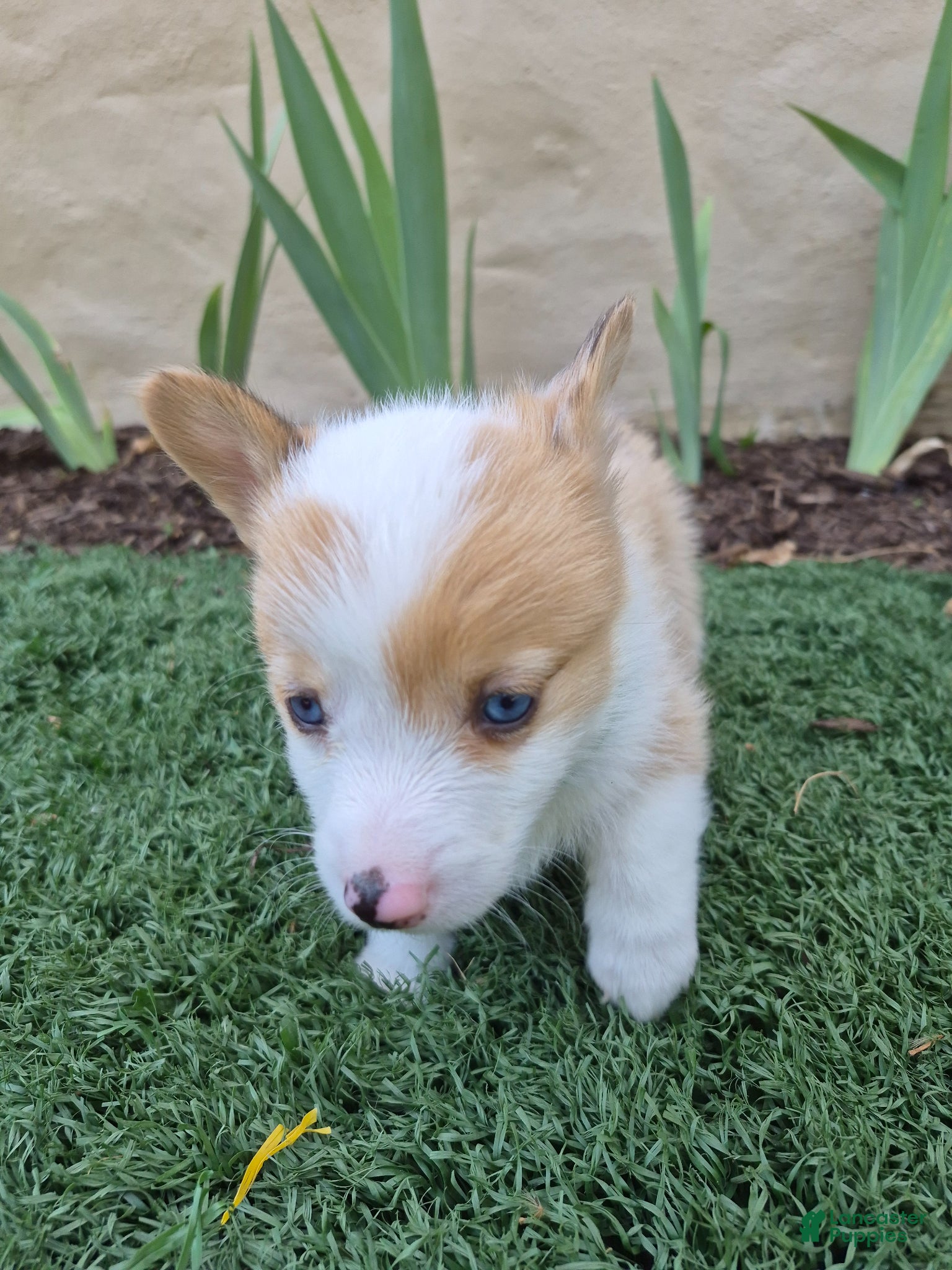 Welsh Corgi Pembroke dogs Blue - Ad 1