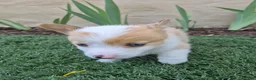 Welsh Corgi Pembroke dogs for sale: Blue - Ad 1