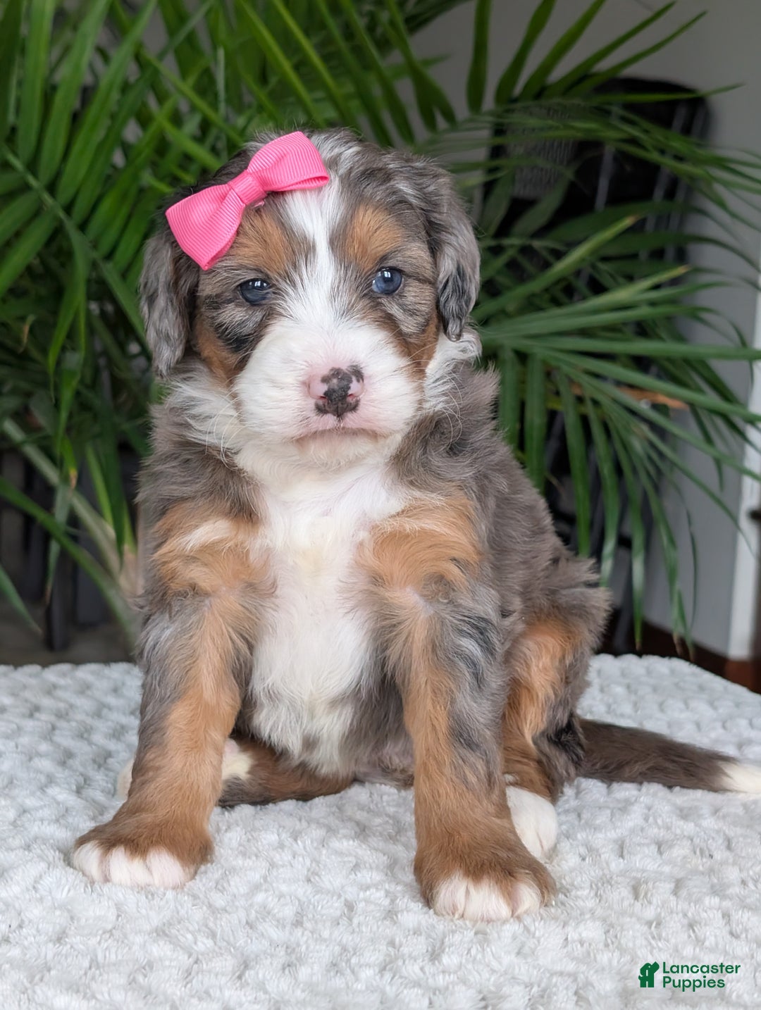 Mini Bernedoodle dogs for sale: Mini Indy  - Ad 5