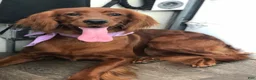 Irish Doodle dogs for sale: Max - Ad 5