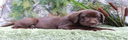 Labrador Retriever dogs for sale: Gunner - Ad 3