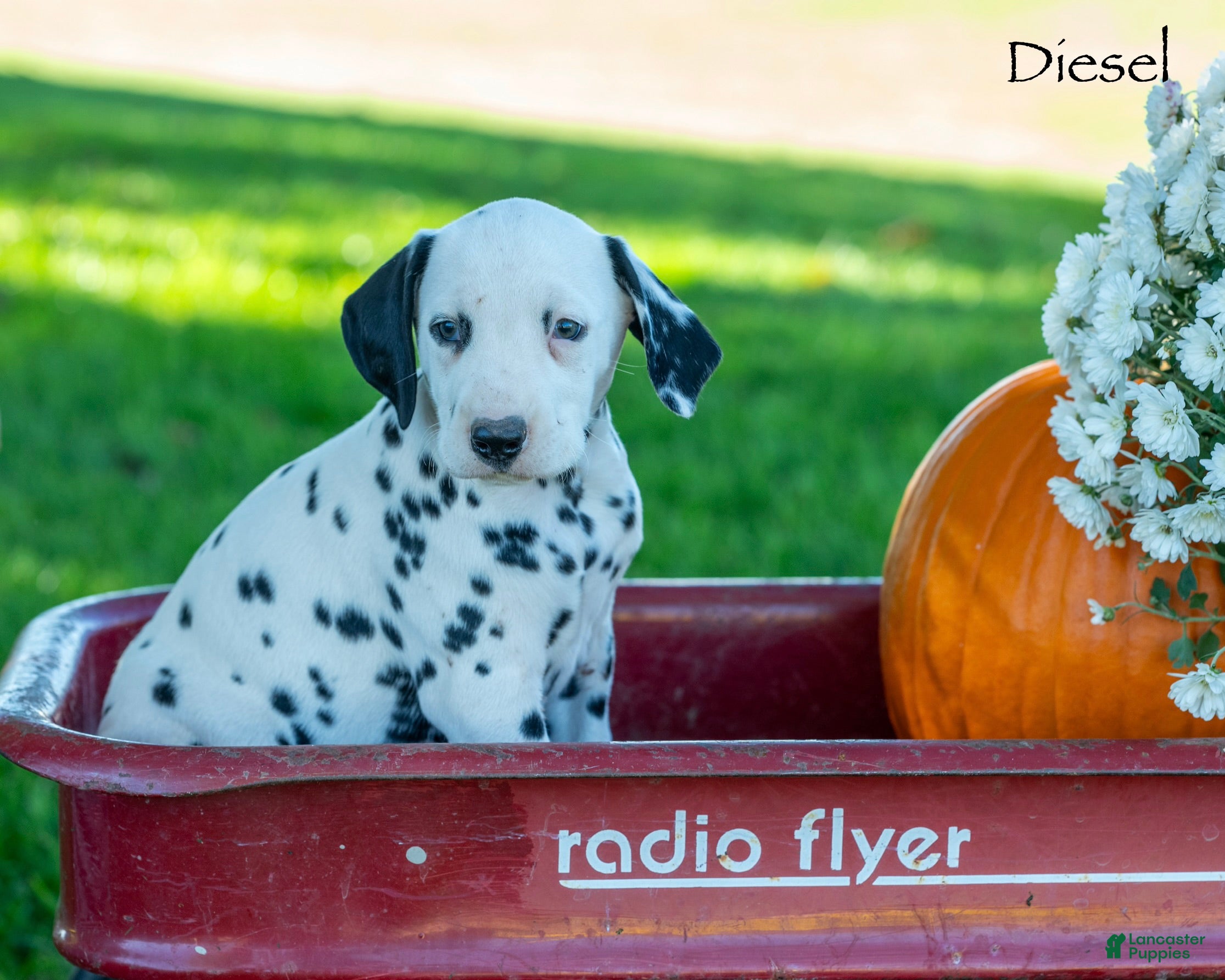 Dalmatian dogs Deisel - Ad 1