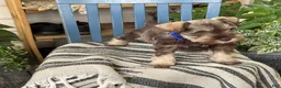 Miniature Schnauzer dogs for sale: Winston - Ad 2