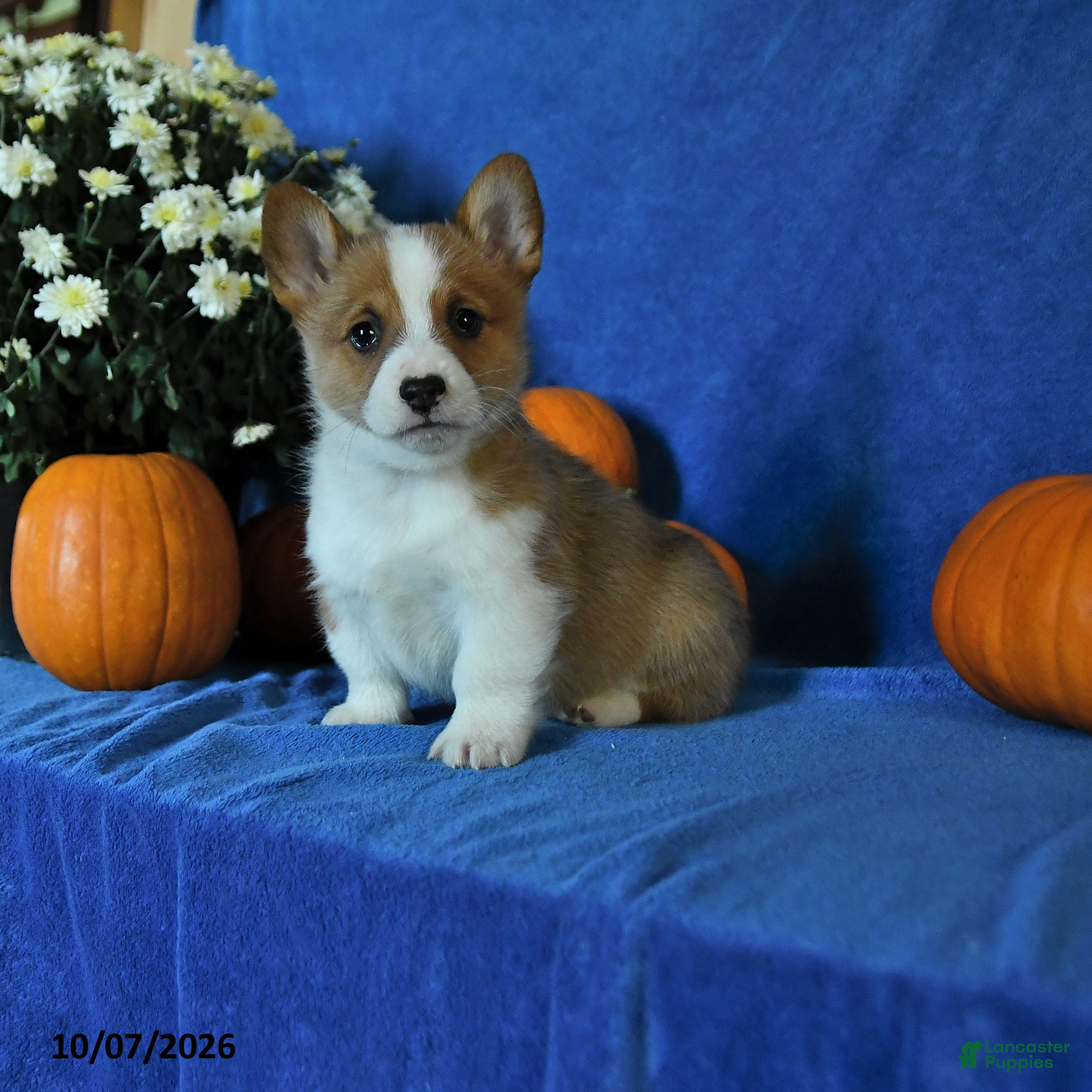 Welsh Corgi Pembroke dogs Kilo - Ad 1