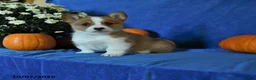 Welsh Corgi Pembroke dogs for sale: Kilo - Ad 1