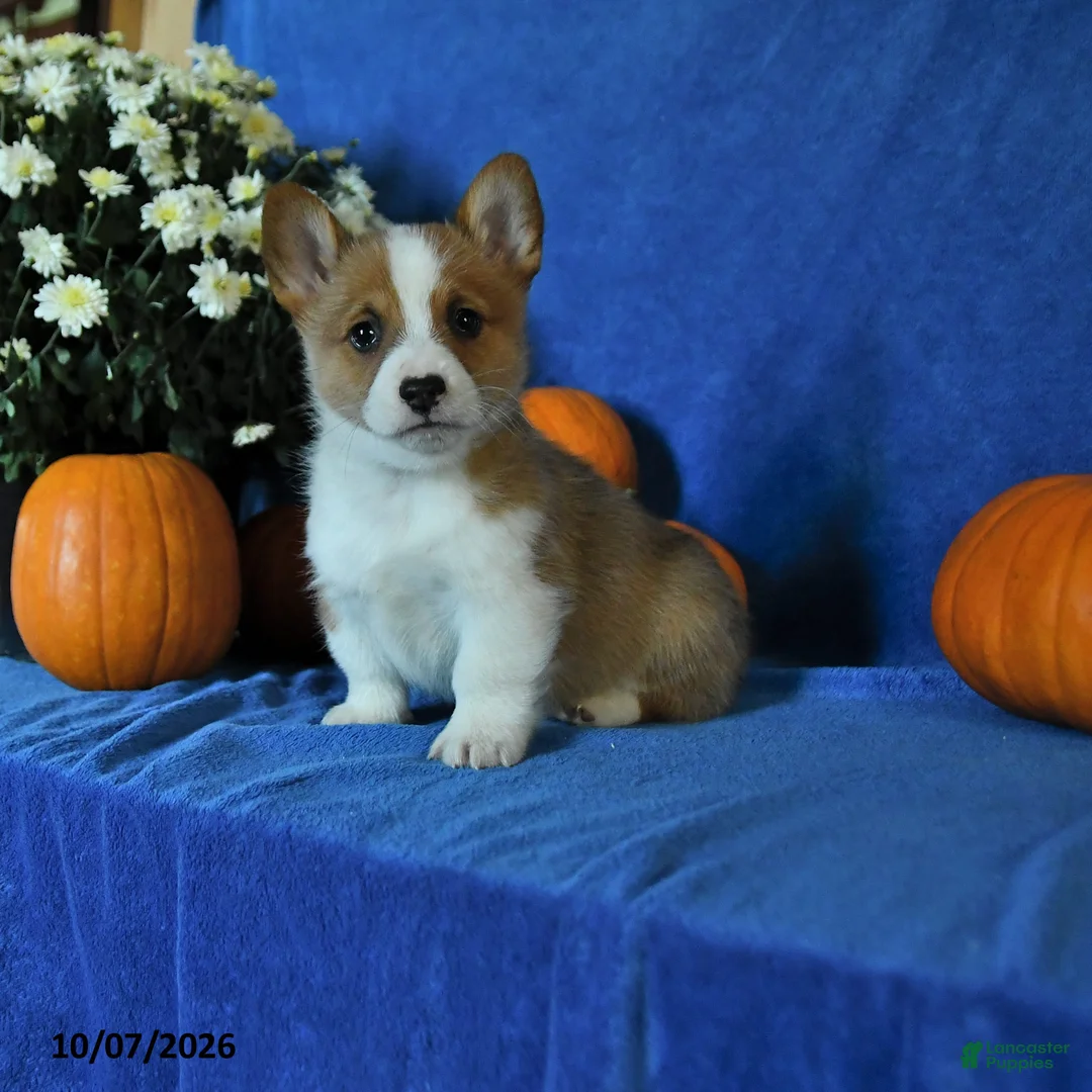 Welsh Corgi Pembroke dogs for sale: Kilo - Ad 1