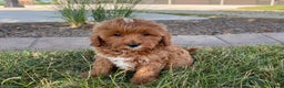 Cavapoo dogs for sale: Henry - Ad 8