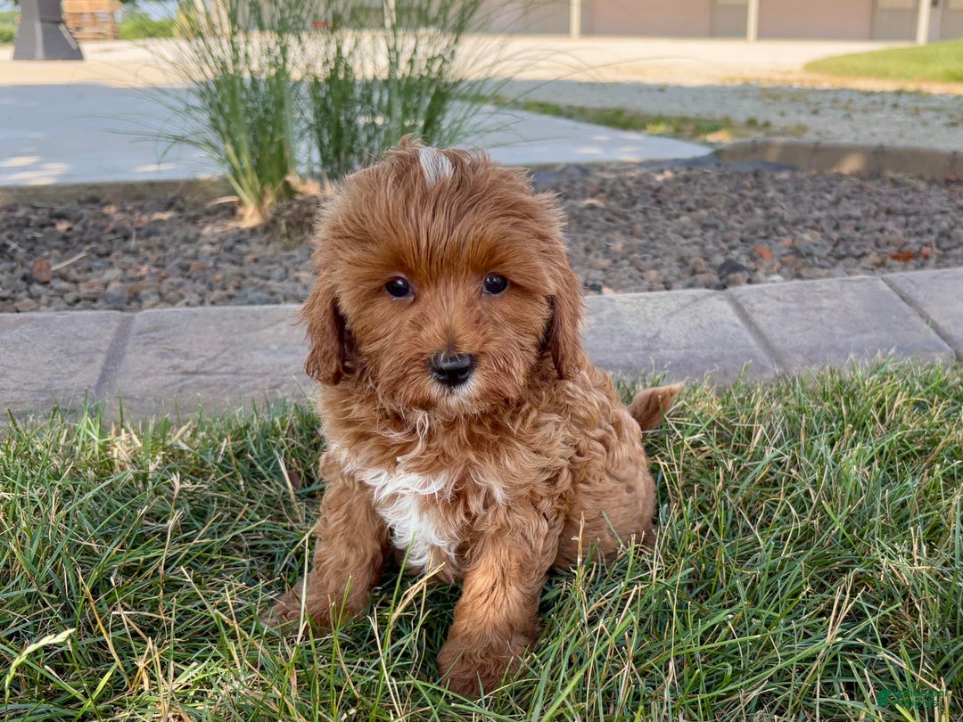 Cavapoo dogs for sale: Henry - Ad 8