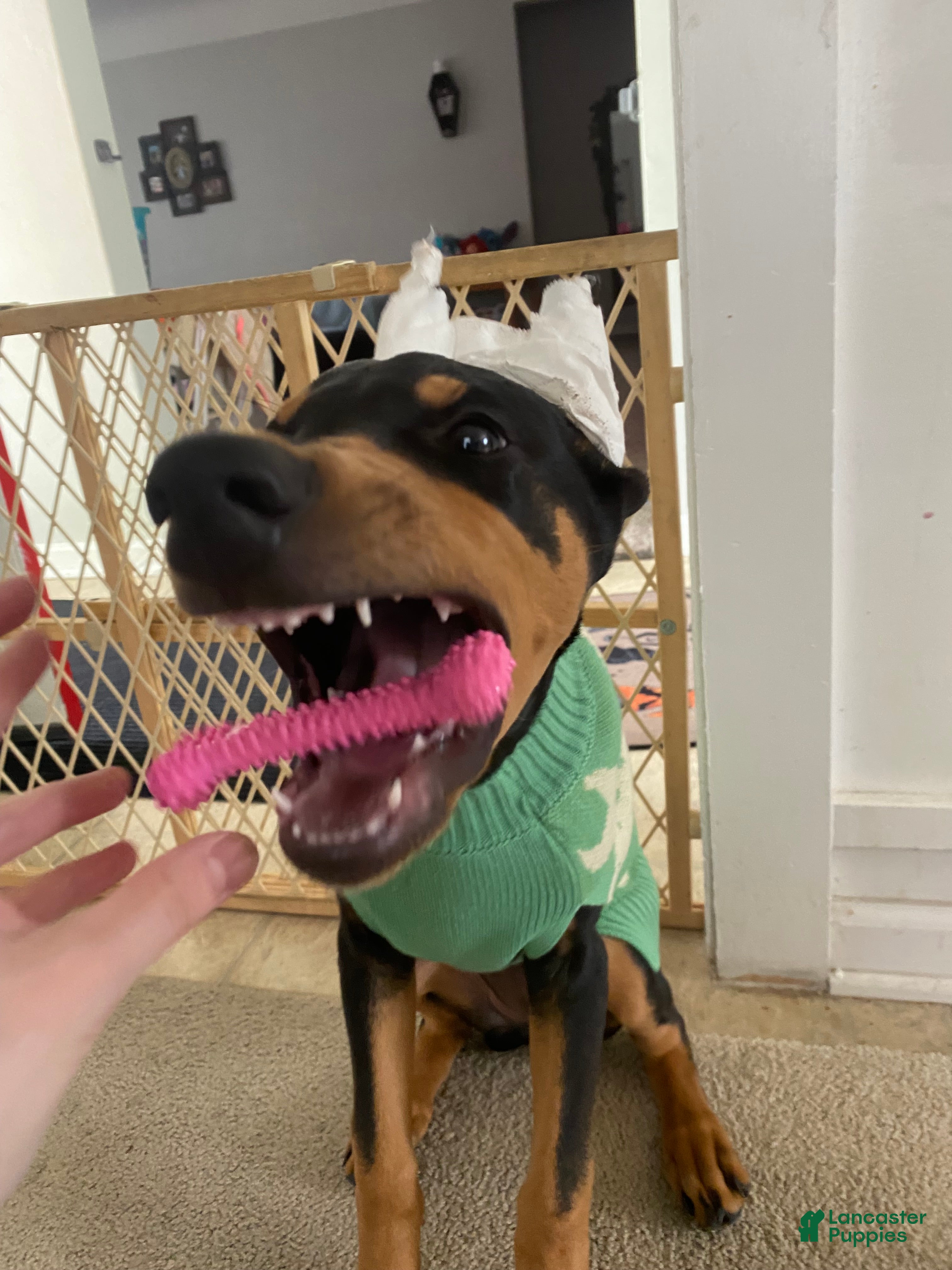 Doberman Pinscher dogs Doberman Pinscher 1 - Ad 39