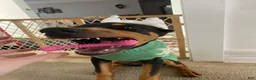 Doberman Pinscher dogs for sale: Doberman Pinscher 1 - Ad 1