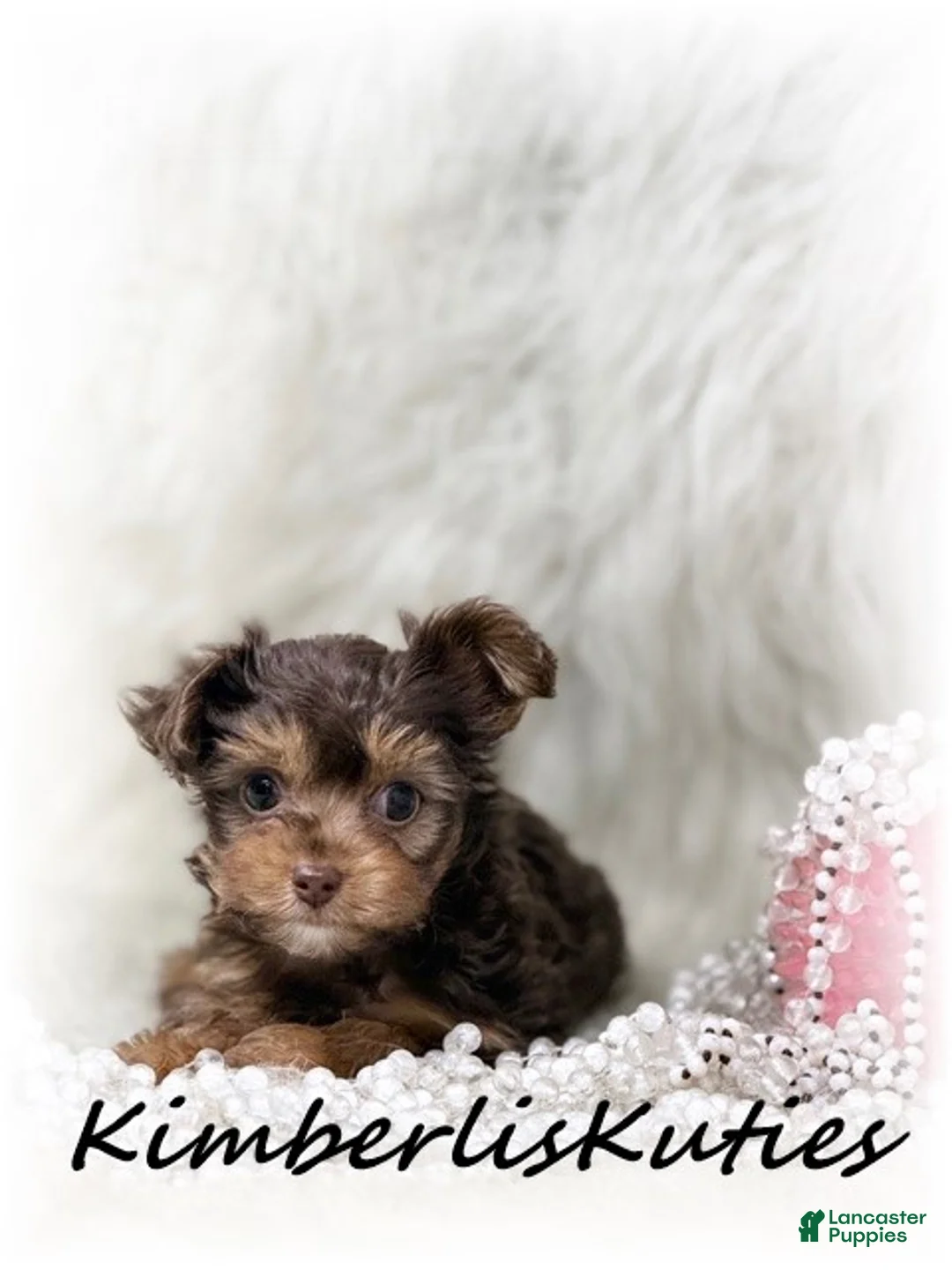 Yorkiepoo dogs for sale: Yorkipoo / Tiny Wave - Ad 2
