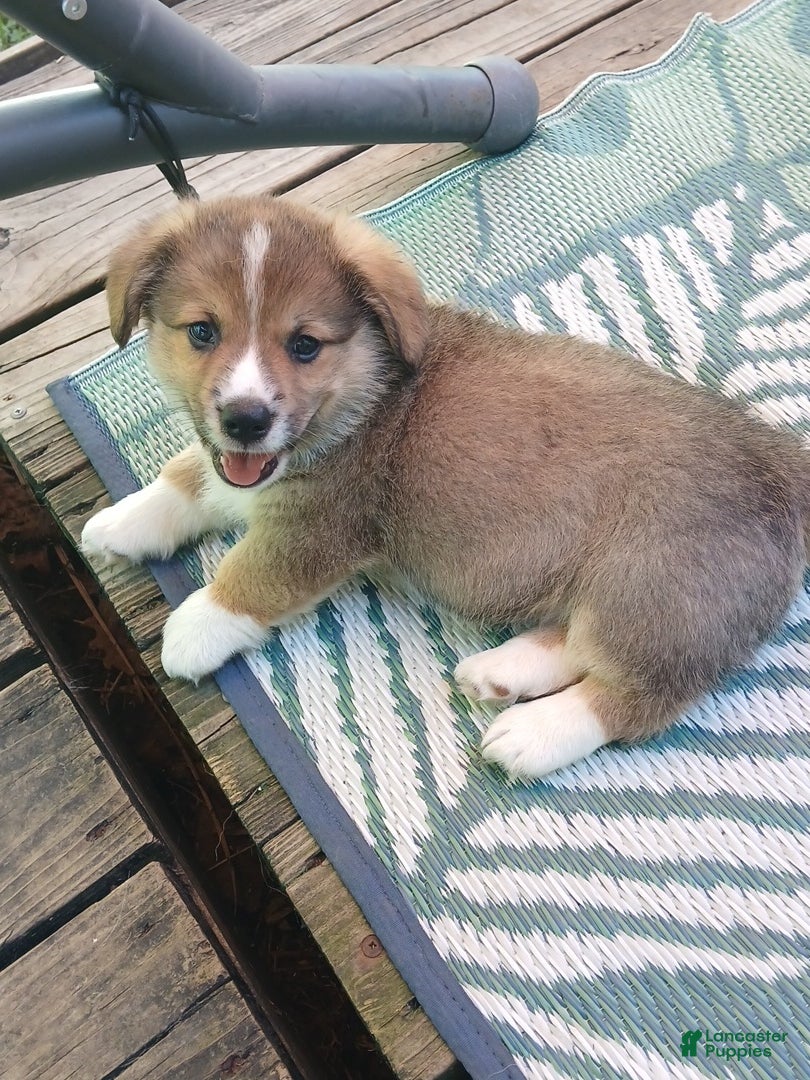 Welsh Corgi Pembroke dogs LUKE - Ad 1