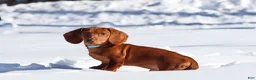 Dachshund dogs for sale: Harry - Ad 2