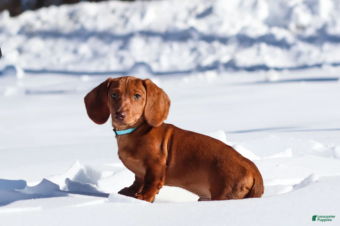 Dachshund dogs for sale: Harry - Ad 2
