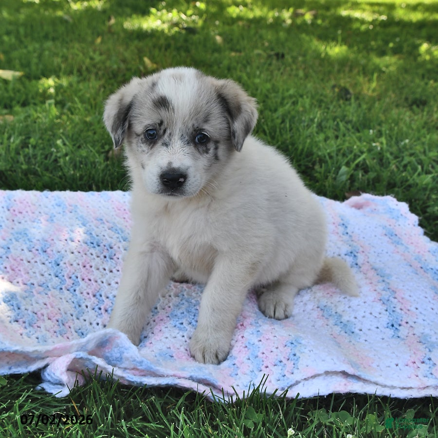 Mixed Breed dogs Belle - Ad 2