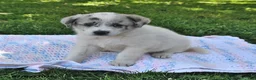 Mixed Breed dogs for sale: Belle - Ad 2
