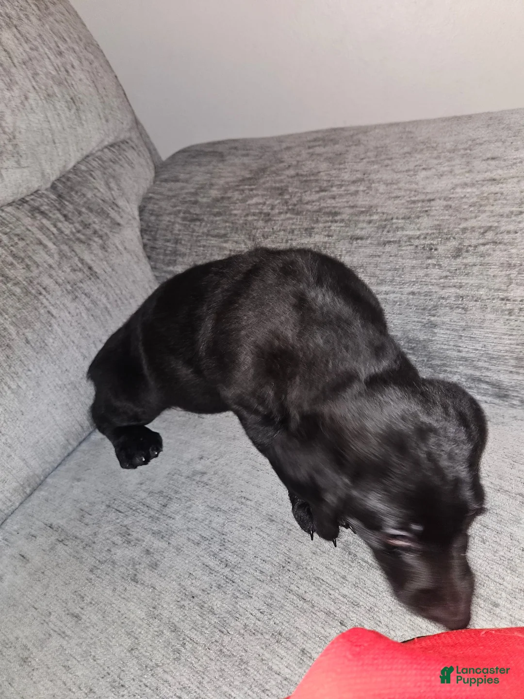 Mixed Breed dogs for sale: Mixed Breed 1 - Ad 2