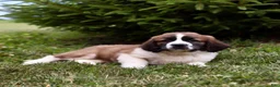 Saint Berdoodles dogs for sale: Bo - Ad 6