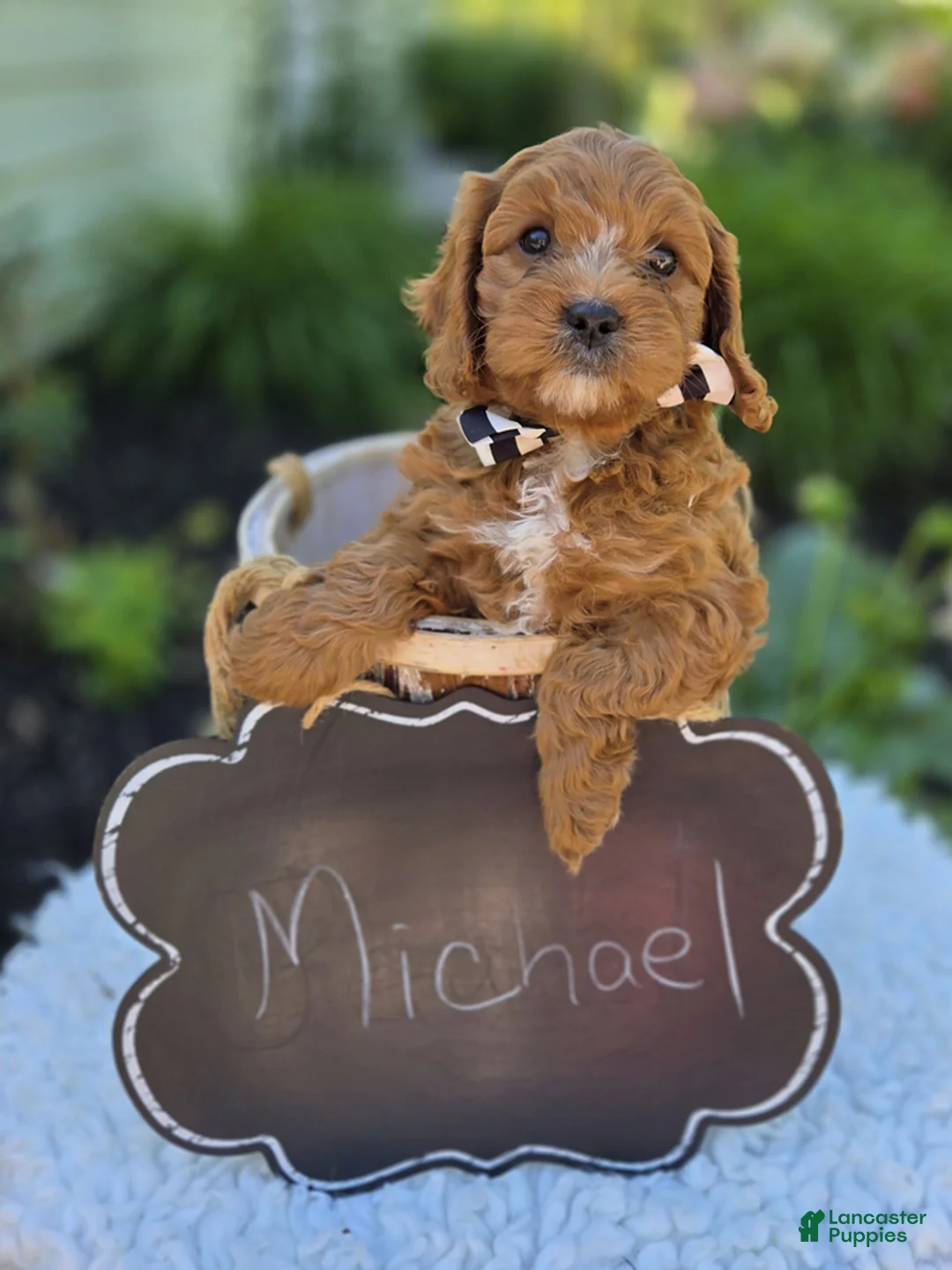 Cavapoo dogs for sale: Michael - Ad 1