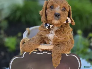 Cavapoo dogs for sale: Michael - Ad 3