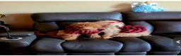 Mixed Breed dogs for sale: Mixed Breed Puppy 1 - Ad 6