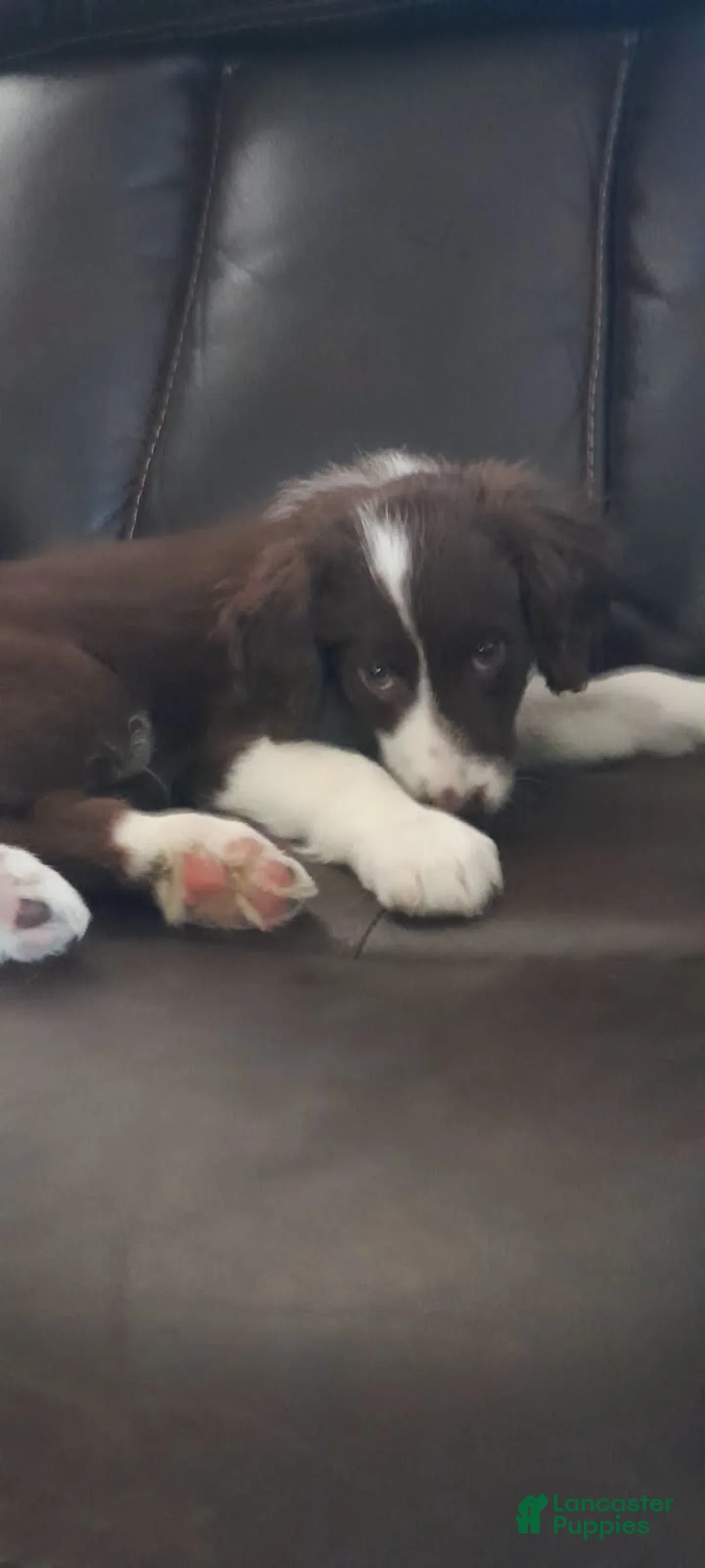 Bordoodle dogs for sale: Bordoodle Puppy 6 - Ad 2