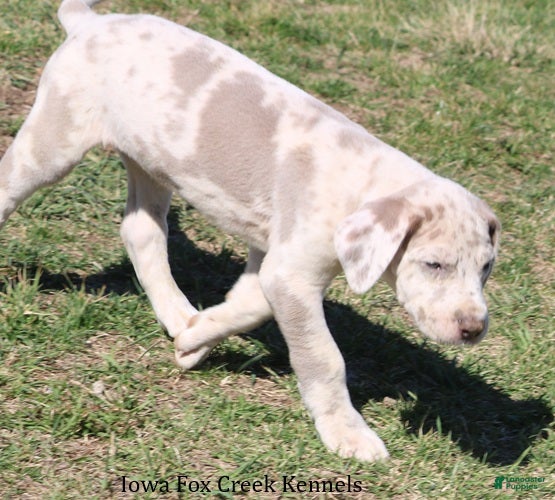 Great Dane dogs Hercules - Ad 2