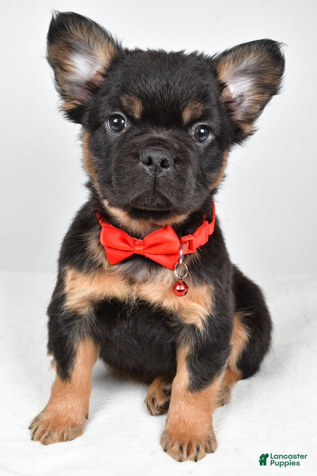 French Bulldog dogs for sale: Morris - Ad 5