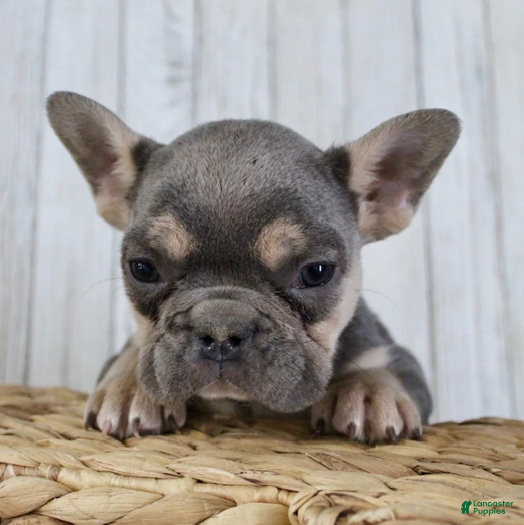 French Bulldog dogs for sale: Louie - Ad 5