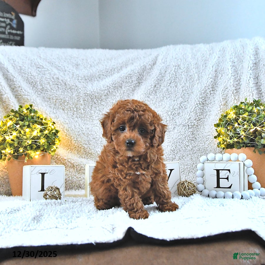 Toy Poodle dogs Milo HOUSE RAISED - Ad 10