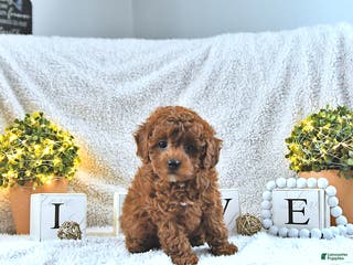 Toy Poodle dogs Milo HOUSE RAISED - Ad 29