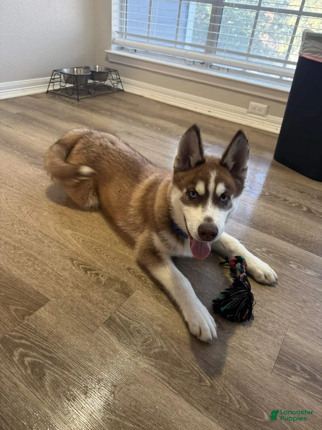 Siberian Husky dogs for sale: Siberian Husky Puppy 1 - Ad 4