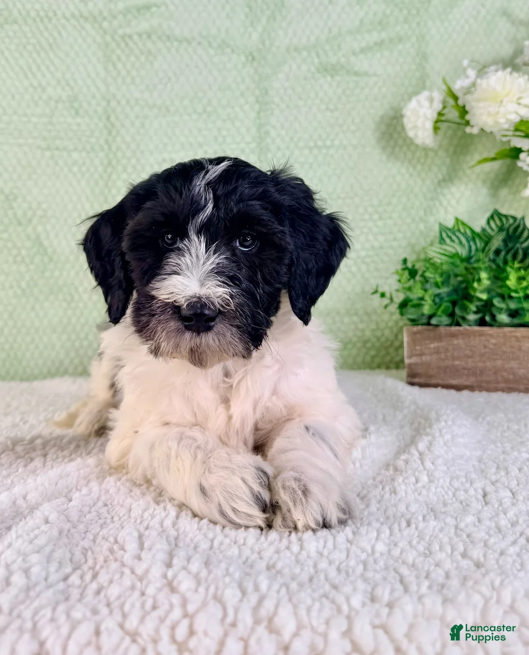 Bernedoodle dogs for sale: Dallas - Ad 2