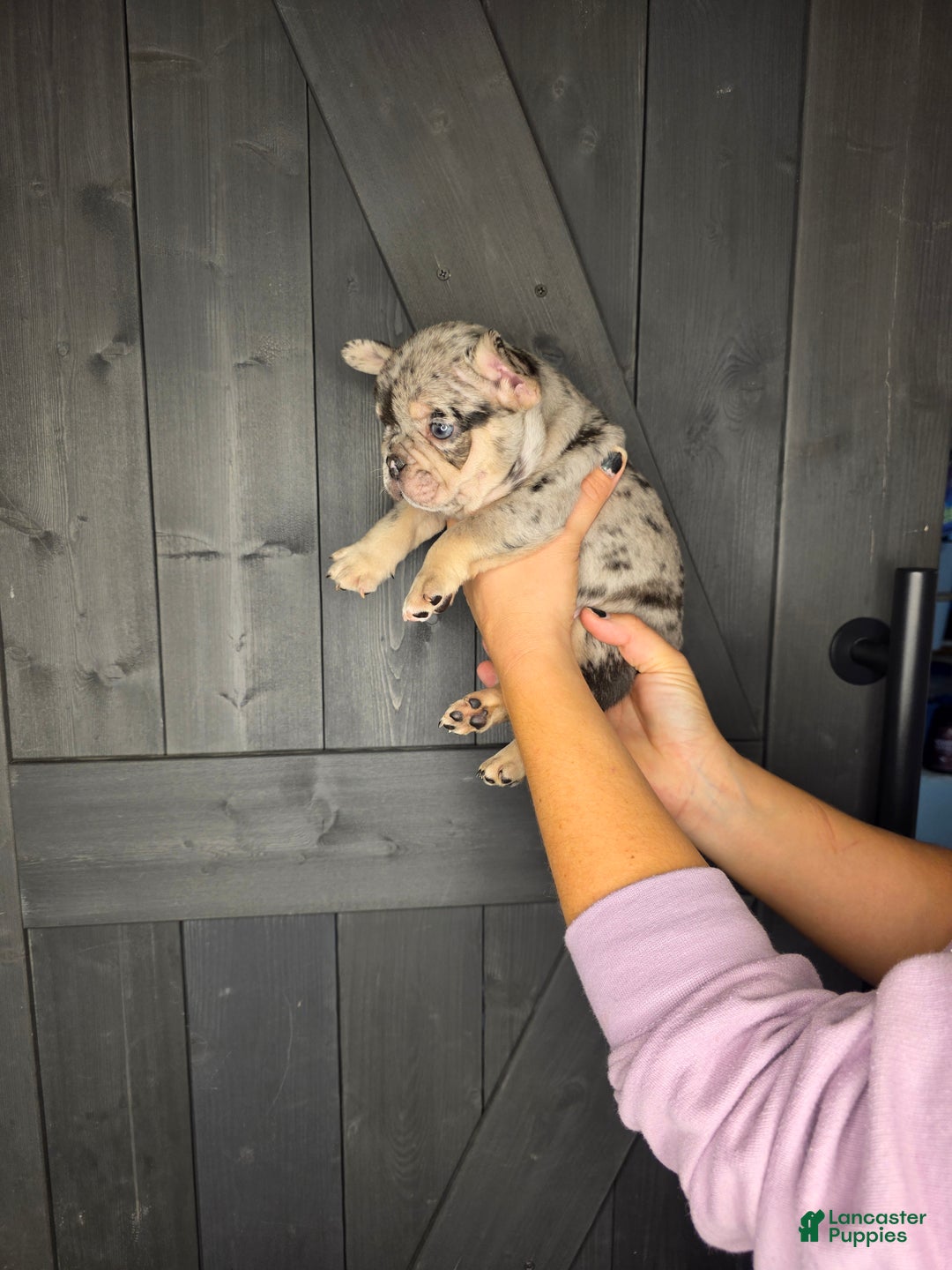 French Bulldog dogs for sale: French Bulldog Puppy 4 - Ad 5