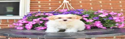 Maltipoo dogs for sale: Suni - Ad 8