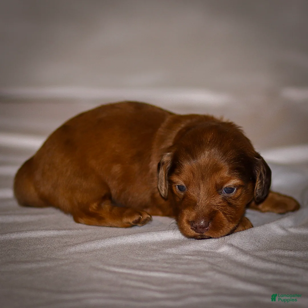 Dachshund dogs for sale: Hannah - Ad 17