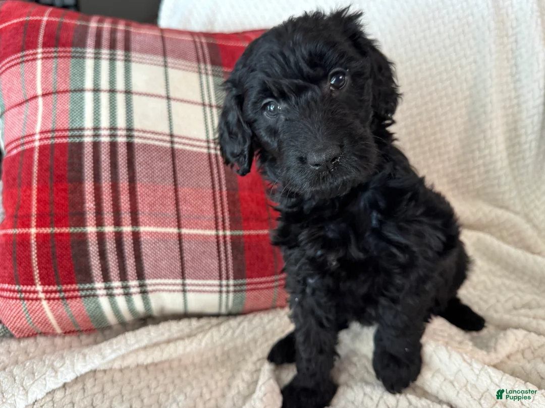 Goldendoodle dogs for sale: 🐾 Abby – Gentle, Loving & Full of Heart 🐾 - Ad 2