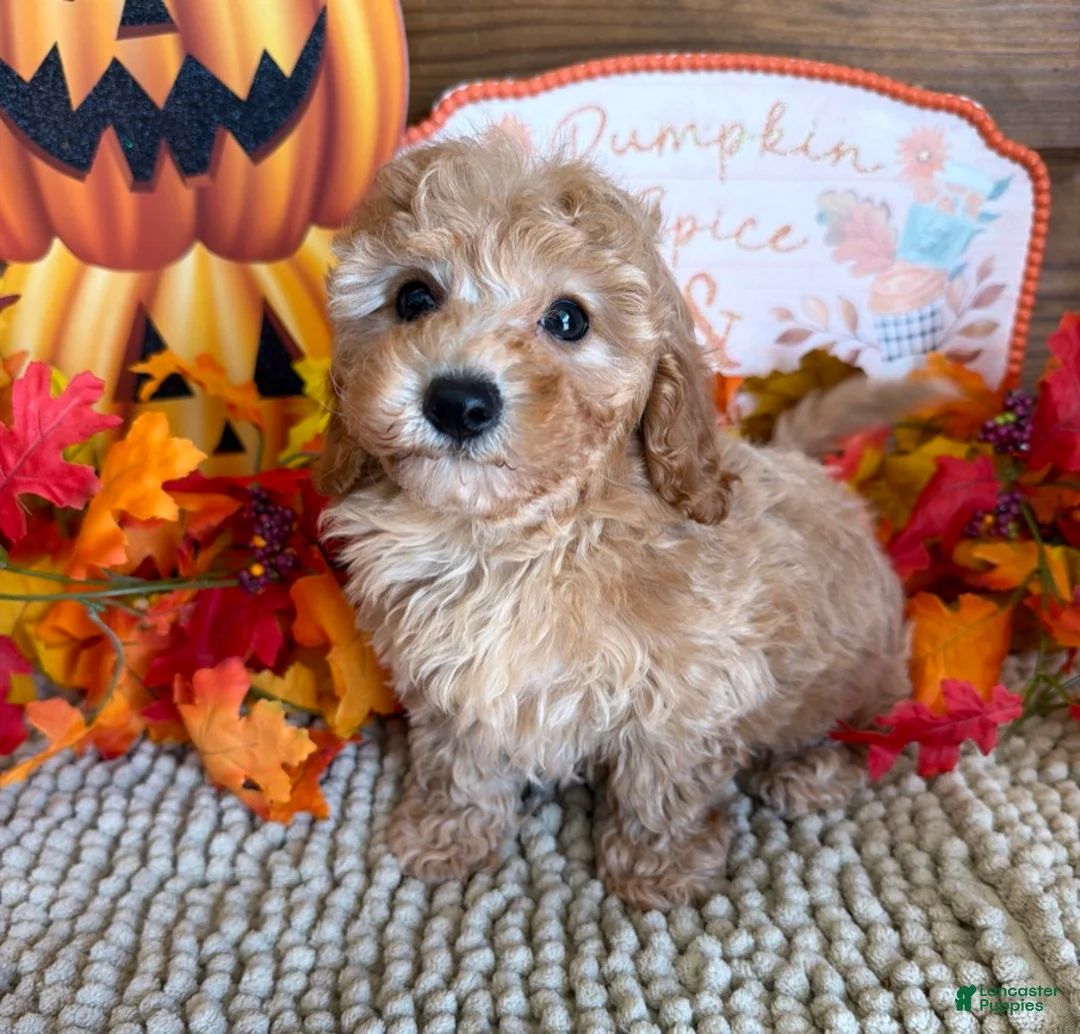 Cavapoo dogs for sale: Honey - Ad 2