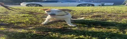 Mixed Breed dogs for sale: Mixed Breed 1 - Ad 1