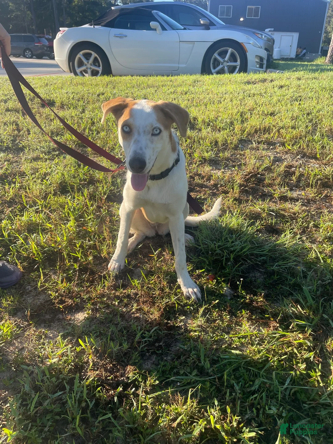 Mixed Breed dogs for sale: Mixed Breed 1 - Ad 1