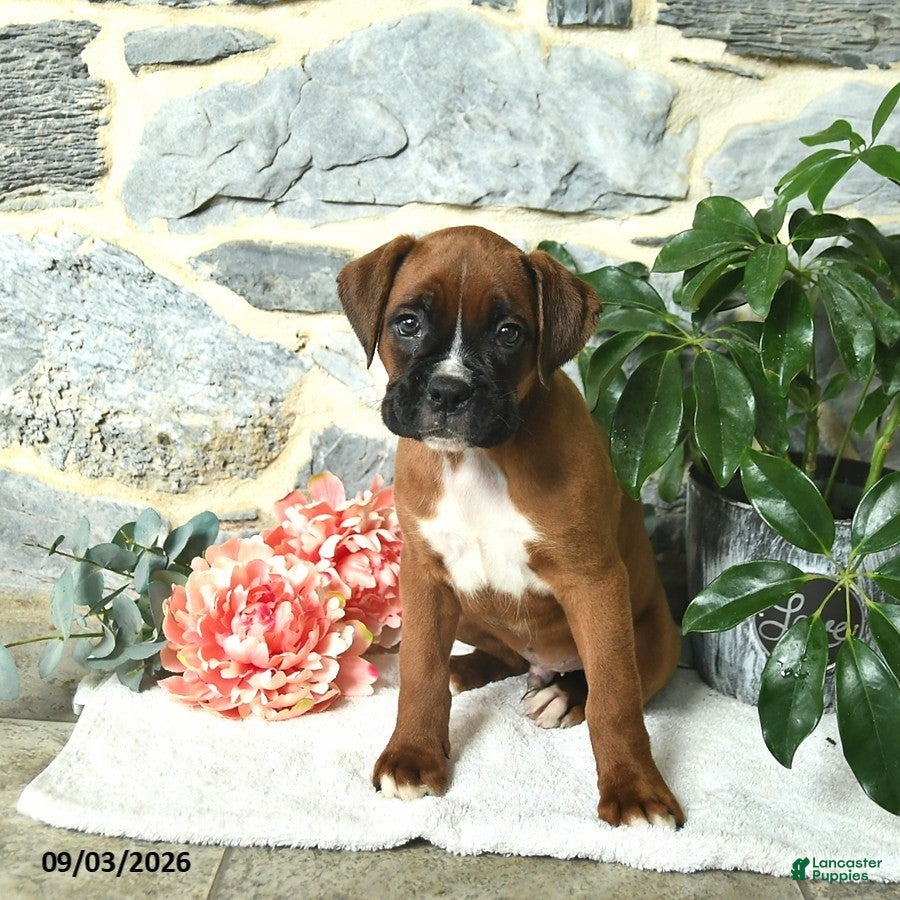 Boxer dogs Champ  - Ad 1