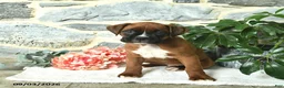 Boxer dogs for sale: Champ  - Ad 1