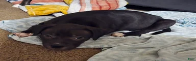 Mixed Breed 1