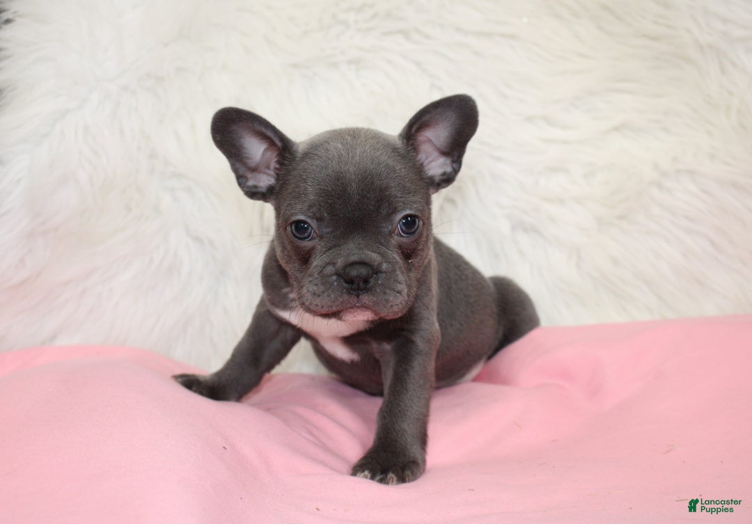 Mixed Breed dogs for sale: Beau - Ad 7